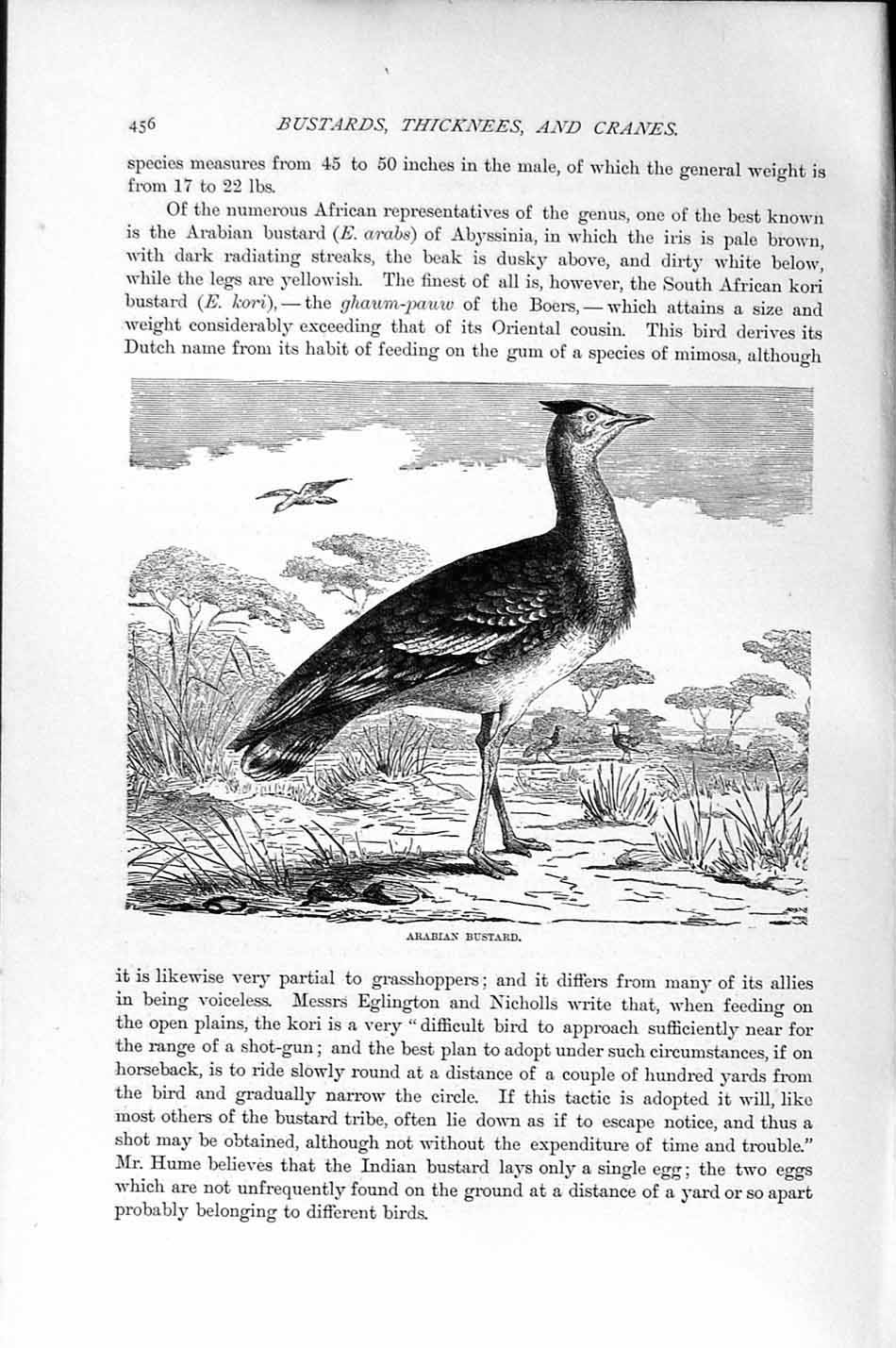 Original Old Antique Print Natural History 1895 Arabian Bustard Bird Victorian