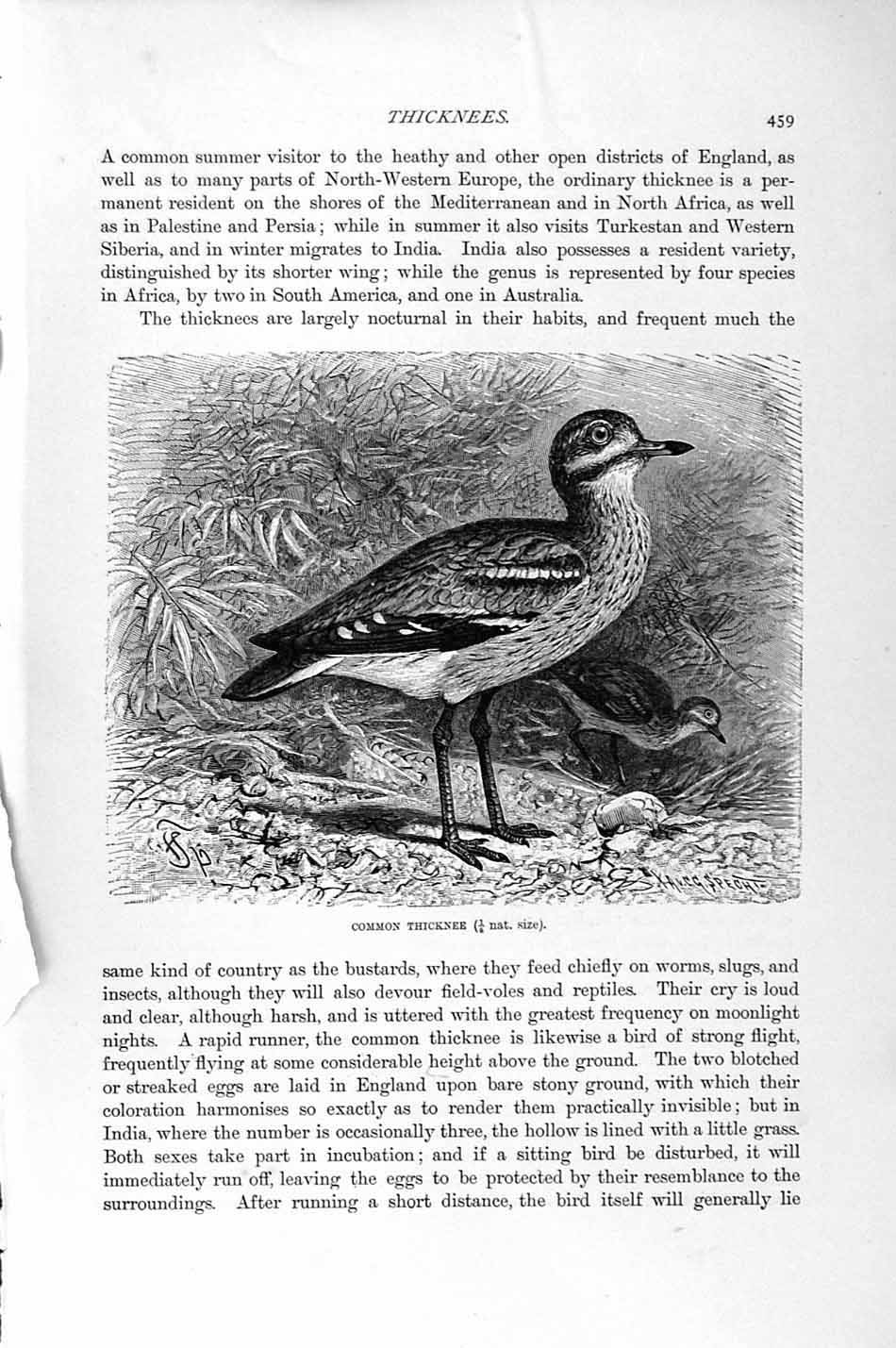 Original Old Antique Print Natural History 1895 Common Thicknee Birds Victorian