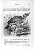 Old Antique Print Natural History 1895 Brazilian Seriema Trumpeter Birds 19th