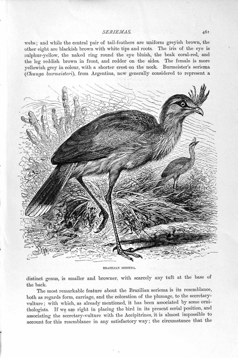 Old Antique Print Natural History 1895 Brazilian Seriema Trumpeter Birds 19th