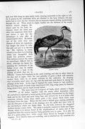 Original Old Antique Print Natural History 1895 Common Crane Bird Victorian