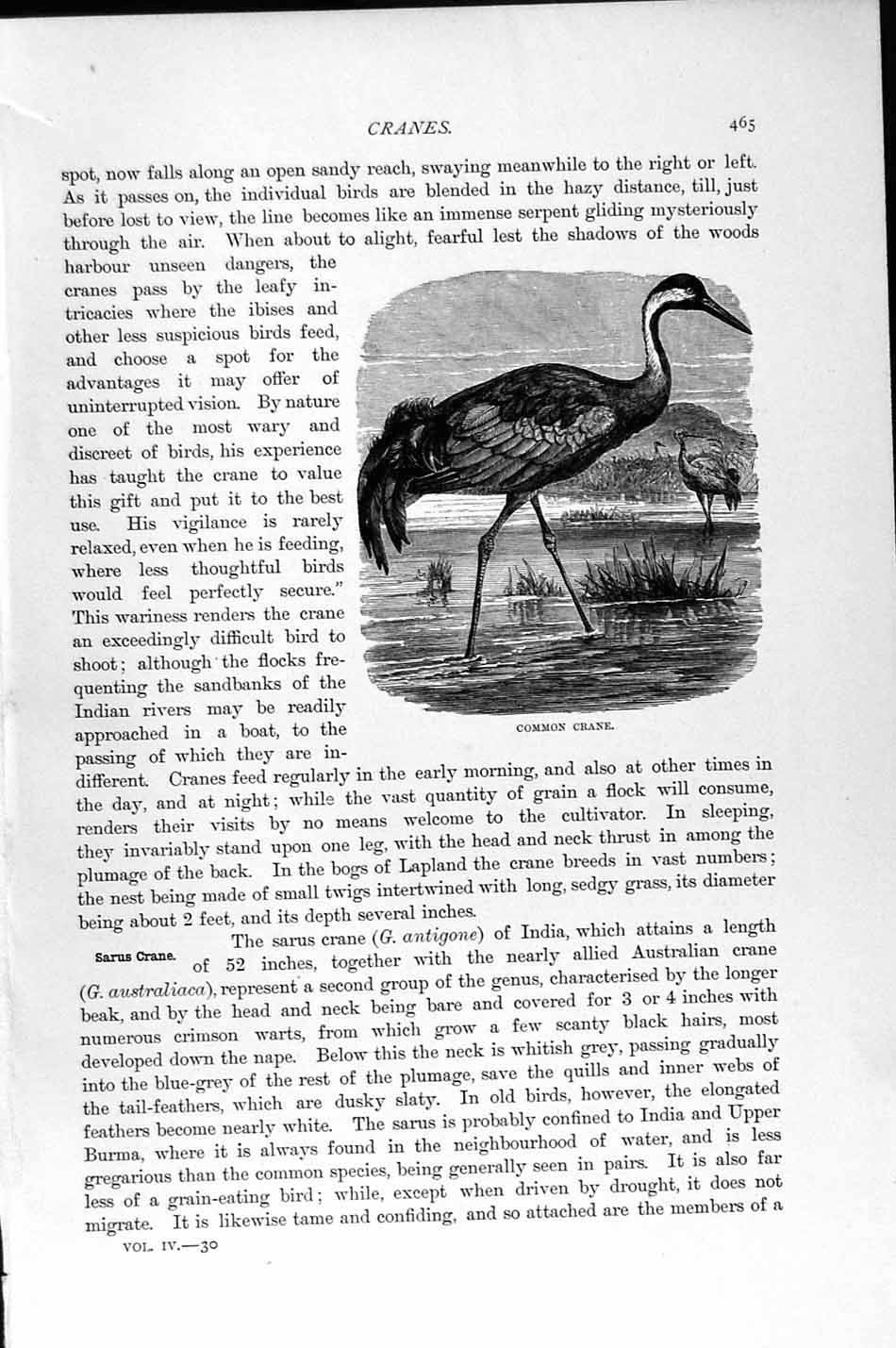 Original Old Antique Print Natural History 1895 Common Crane Bird Victorian