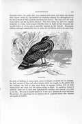 Original Old Antique Print Natural History 1895 Sun-Bittern Bird 19th