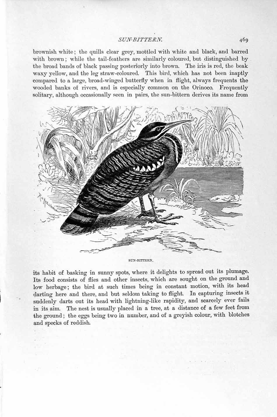 Original Old Antique Print Natural History 1895 Sun-Bittern Bird 19th