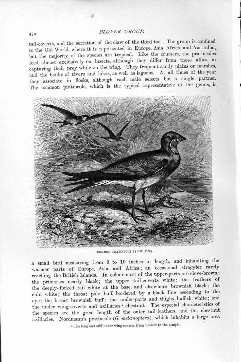 Original Old Antique Print Natural History 1895 Common Pratincole Bird 19th