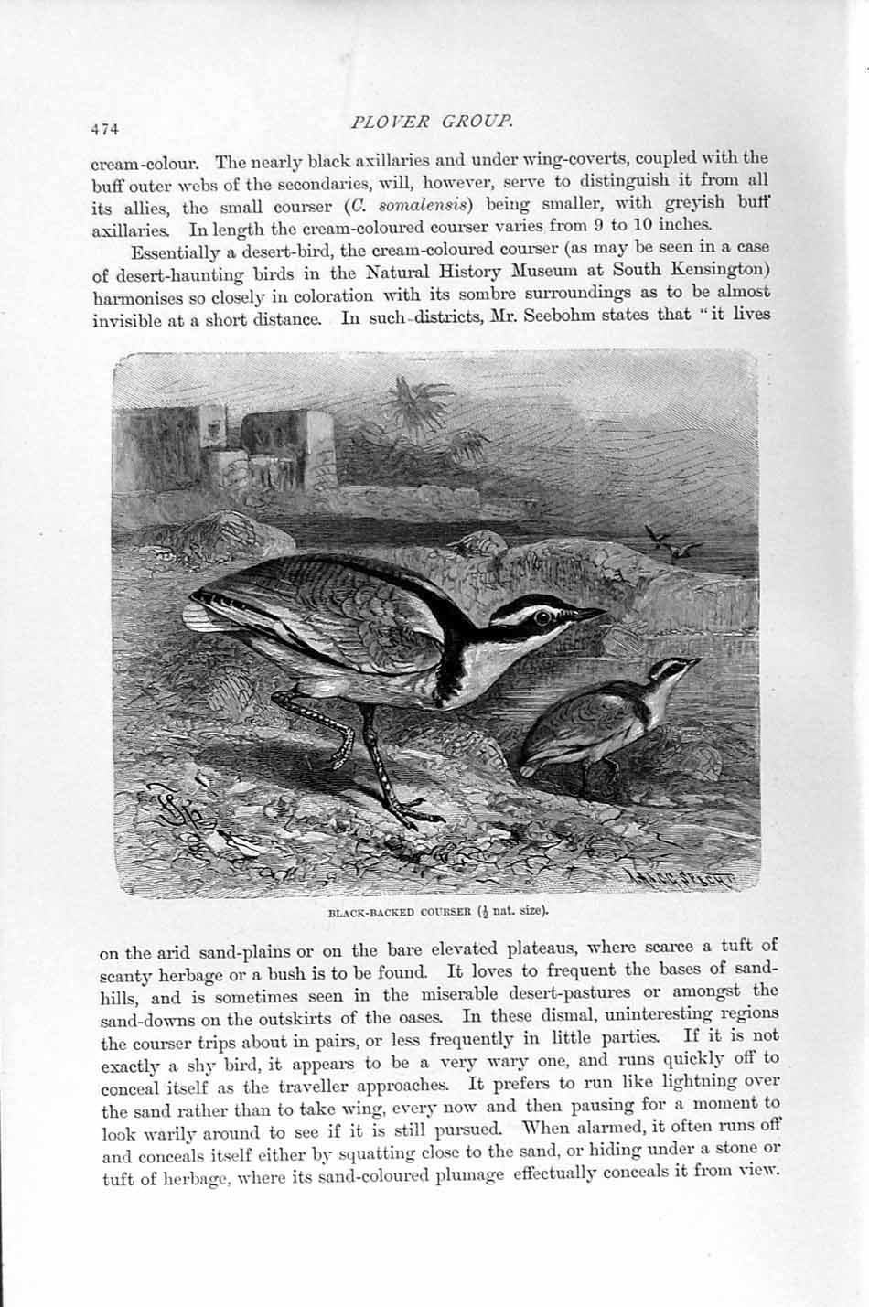 Original Old Antique Print Natural History 1895 Black-Backed Courser Bird 19th