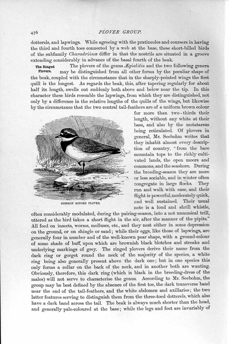 Original Old Antique Print Natural History 1895 Common Ringed Plover Bird 19th
