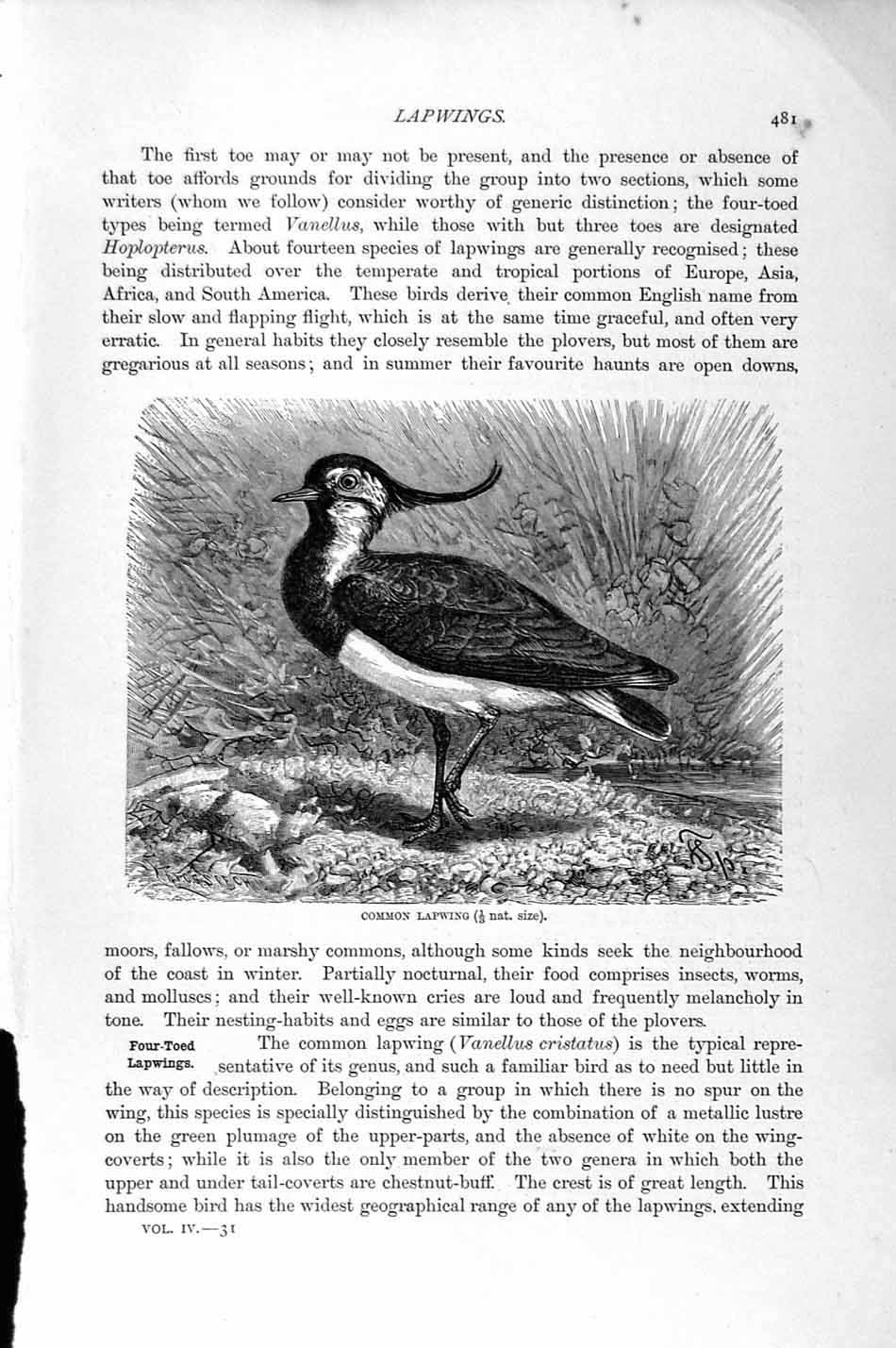 Original Old Antique Print Natural History 1895 Common Lapwing Bird Victorian