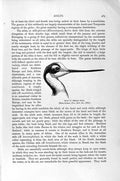 Old Antique Print Natural History 1895 Avocets Plover Birds Chilian Stilt 19th