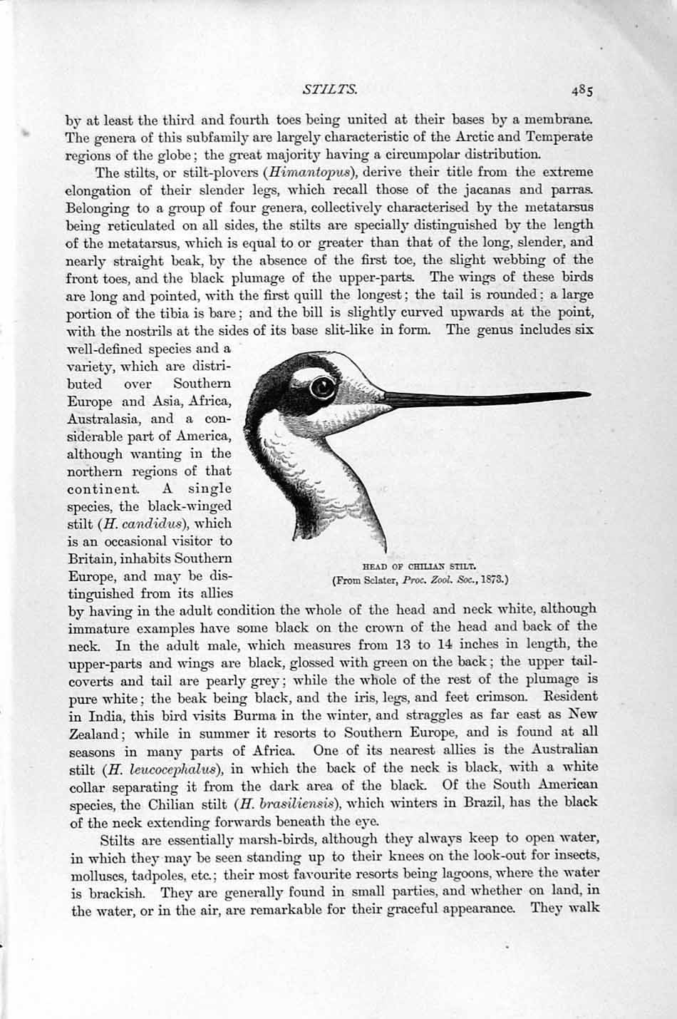 Old Antique Print Natural History 1895 Avocets Plover Birds Chilian Stilt 19th