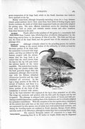 Original Old Antique Print Natural History 1895 Common Curlew Bird Victorian