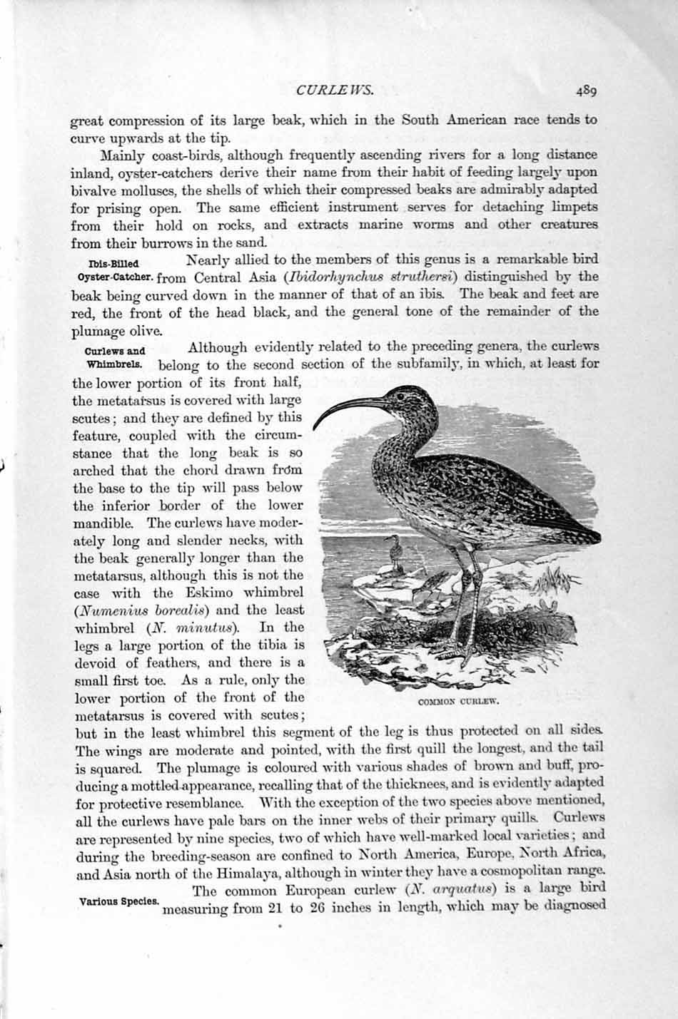 Original Old Antique Print Natural History 1895 Common Curlew Bird Victorian