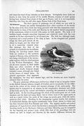 Old Antique Print Natural History 1895 Ruffs Reeves Plover Bird Phalarope 19th