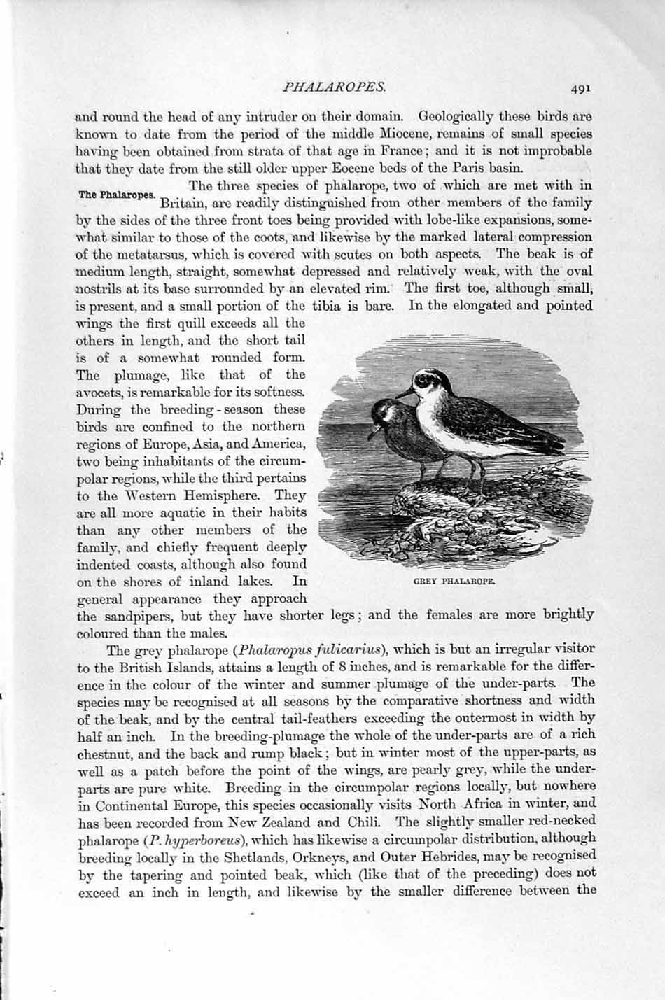 Old Antique Print Natural History 1895 Ruffs Reeves Plover Bird Phalarope 19th