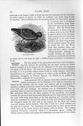 Original Old Antique Print Bar-Tailed Godwit Bird Plover Natural History 1895