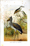 Old Antique Print Natural History 1895 Night Heron Boatbill Birds Colour 19th
