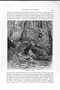 Original Old Antique Print Natural History 1895 Woodcock Covert Birds Nest 19th