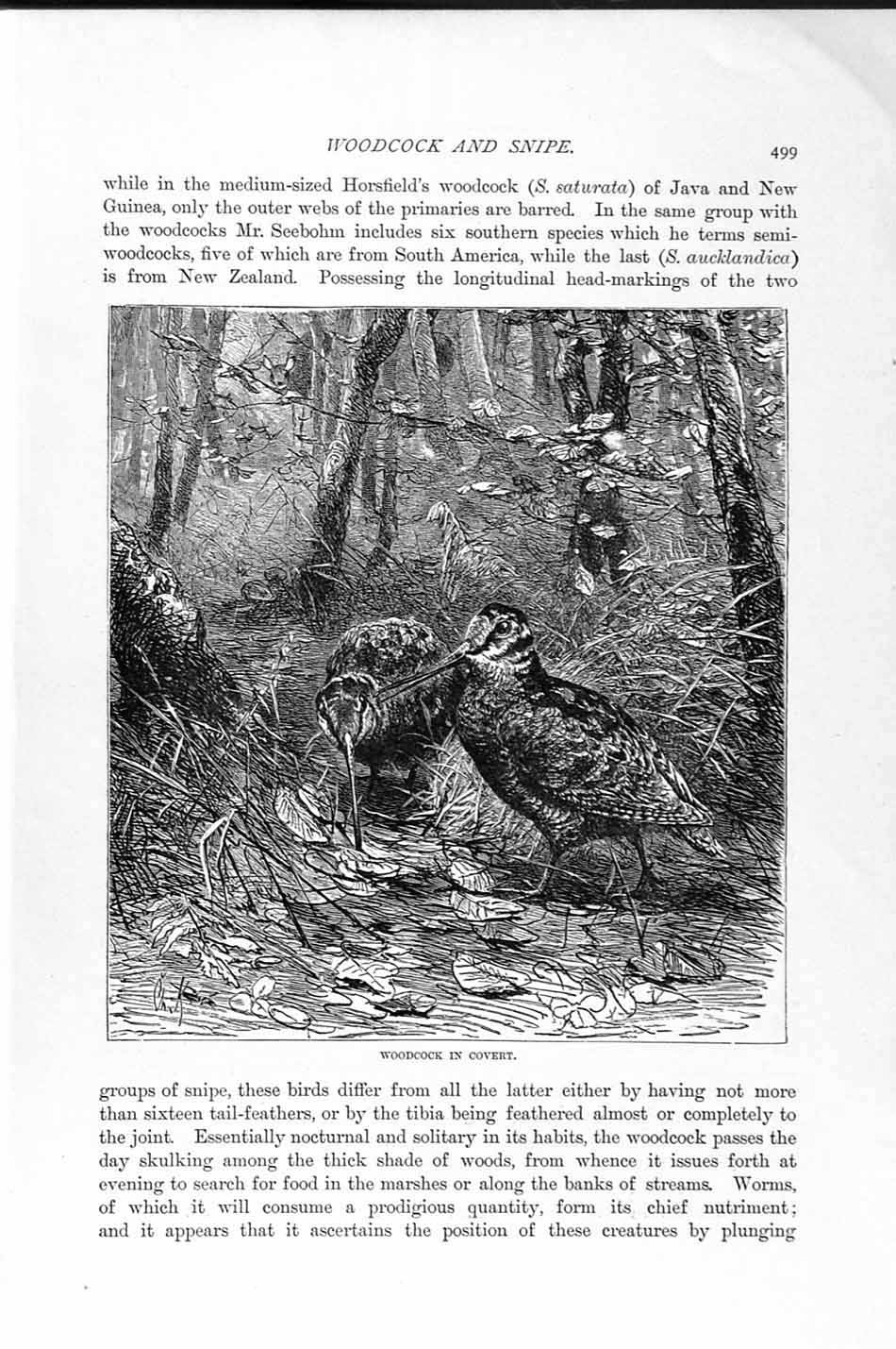 Original Old Antique Print Natural History 1895 Woodcock Covert Birds Nest 19th