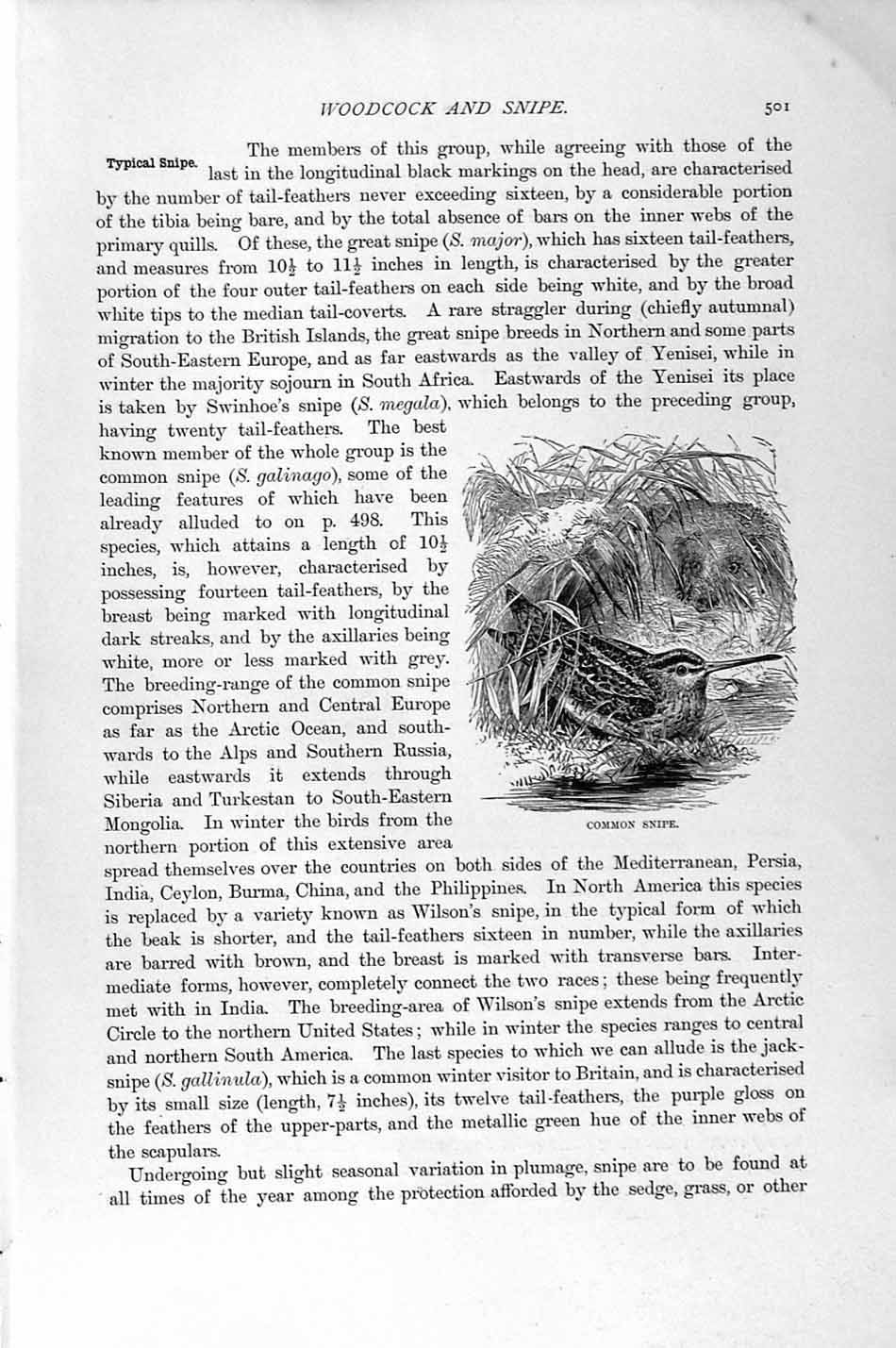 Original Old Antique Print Natural History 1895 Common Snipe Bird Wilson Family
