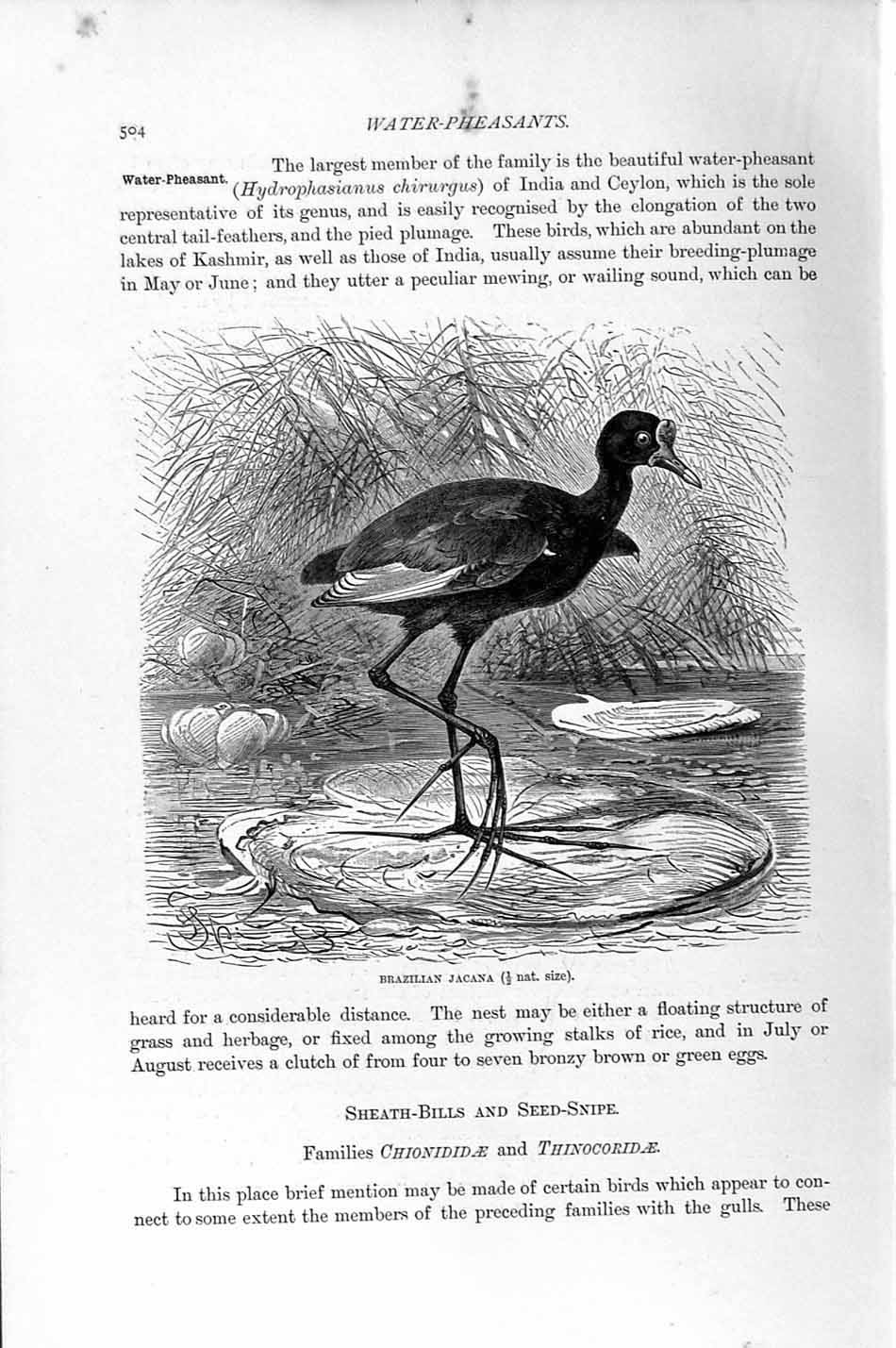 Original Old Antique Print Natural History 1895 Brazilian Jacana Bird Victorian
