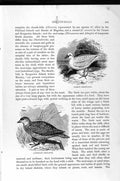 Old Antique Print Natural History 1895 Sheath-Bill Bird Seed-Snipe Gulls 19th
