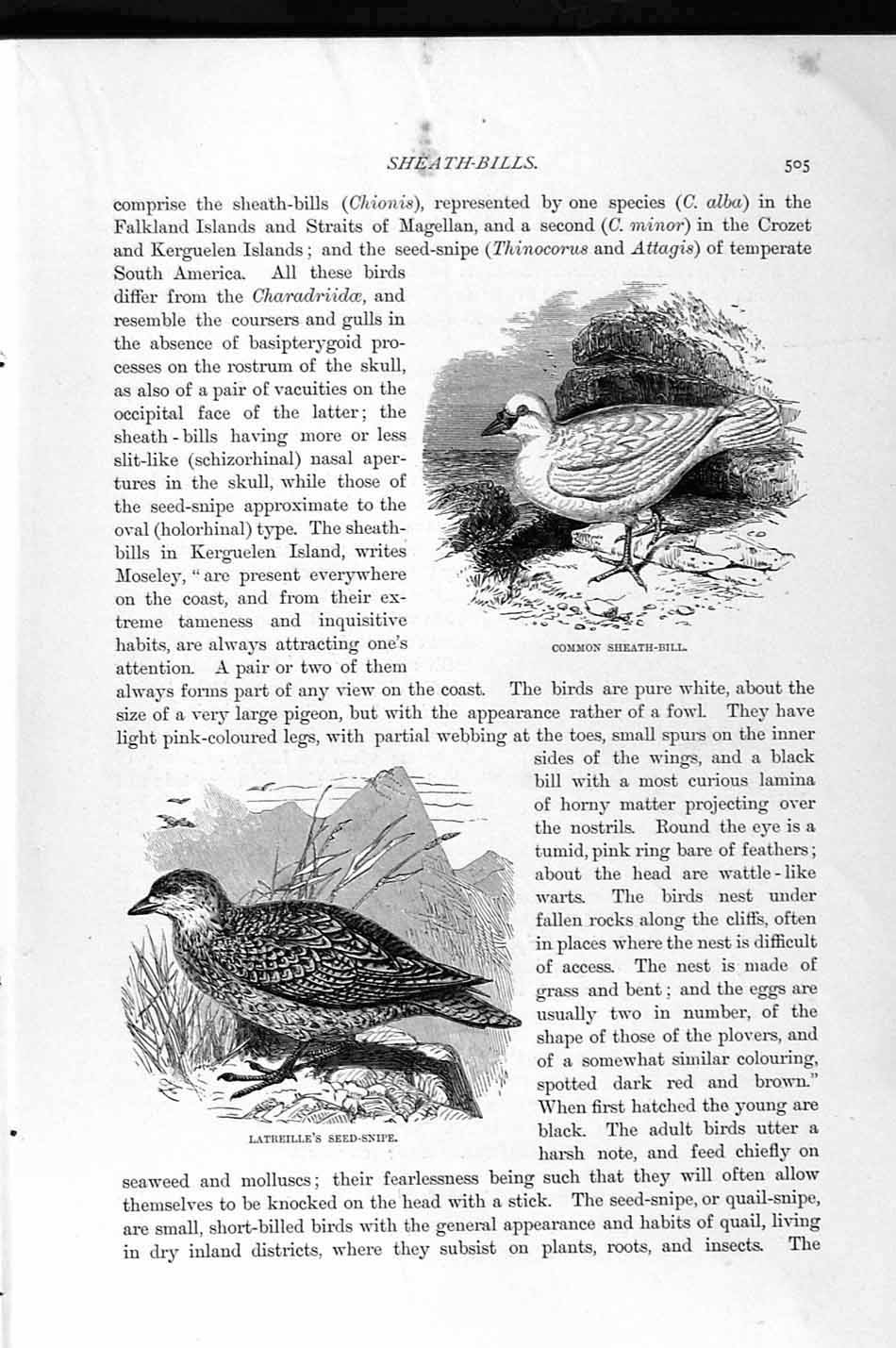 Old Antique Print Natural History 1895 Sheath-Bill Bird Seed-Snipe Gulls 19th