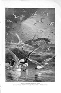 Original Old Antique Print Natural History 1895 Group British Gulls Terns Birds