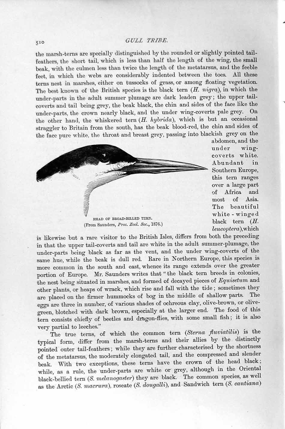 Old Antique Print Natural History 1895 Head Broad-Billed Tern Bird Gull 19th