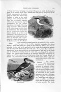 Original Old Antique Print Natural History 1895 Common Tern Black Skimmer Birds