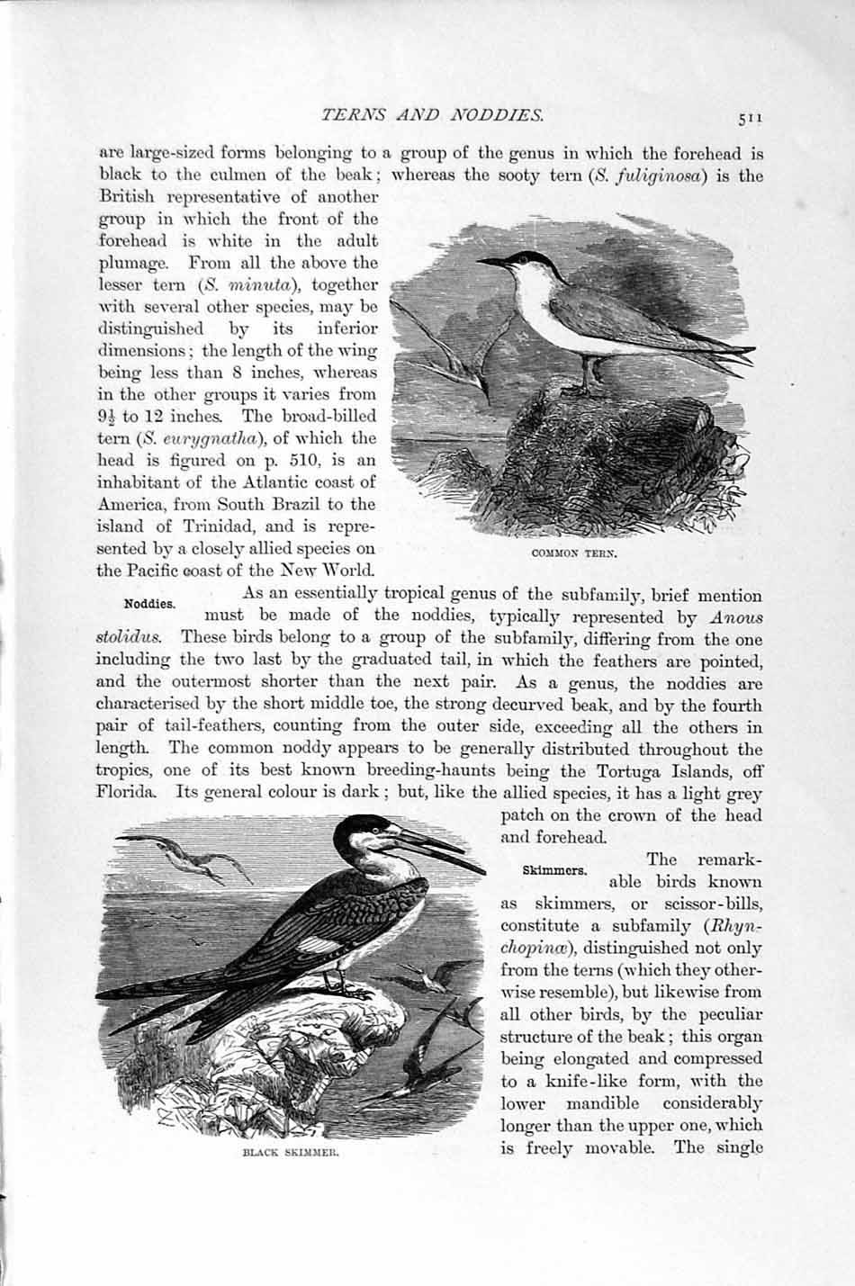 Original Old Antique Print Natural History 1895 Common Tern Black Skimmer Birds
