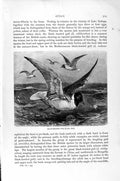 Original Old Antique Print Natural History 1895 Common Gull Herring Bird Black