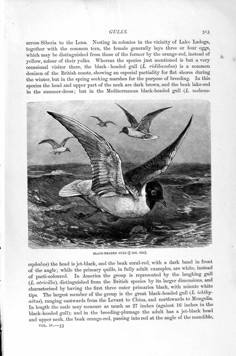 Original Old Antique Print Natural History 1895 Common Gull Herring Bird Black