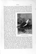 Old Antique Print Black-Headed Gull Bird Kittiwakes Natural History 1895 19th
