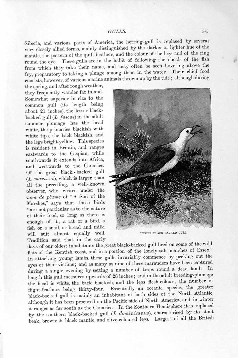Old Antique Print Black-Headed Gull Bird Kittiwakes Natural History 1895 19th