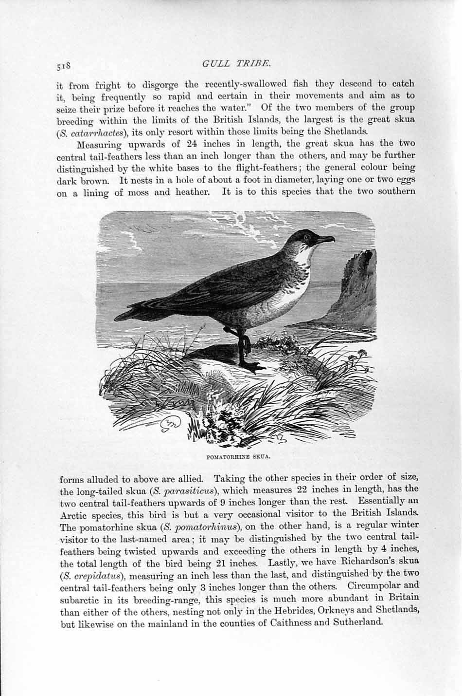 Original Old Antique Print Natural History 1895 Pomatorhine Skua Bird Victorian