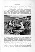 Original Old Antique Print Natural History 1895 Albatrosses Nesting Birds 19th