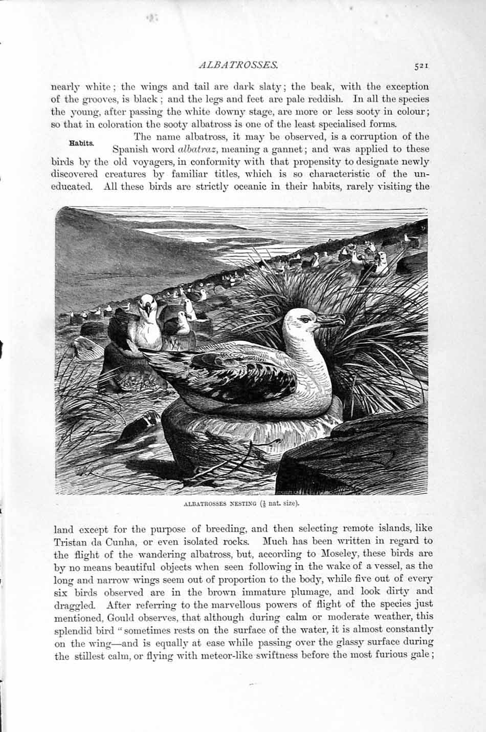 Original Old Antique Print Natural History 1895 Albatrosses Nesting Birds 19th