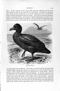 Original Old Antique Print Giant Petrel Birds Natural History 1895 Victorian