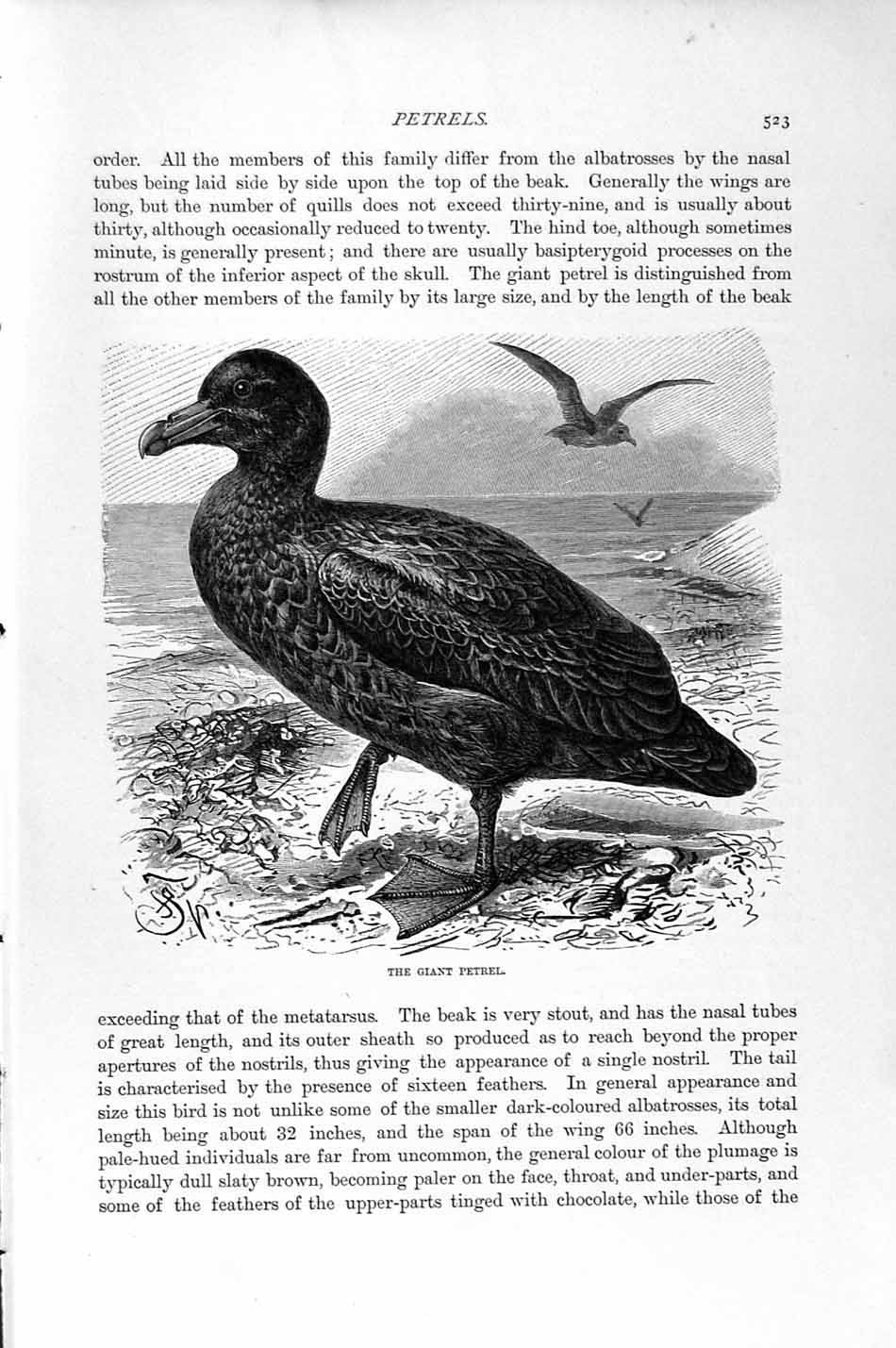 Original Old Antique Print Giant Petrel Birds Natural History 1895 Victorian