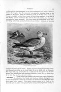Original Old Antique Print Natural History 1895 Fulmar Petrels Birds Victorian