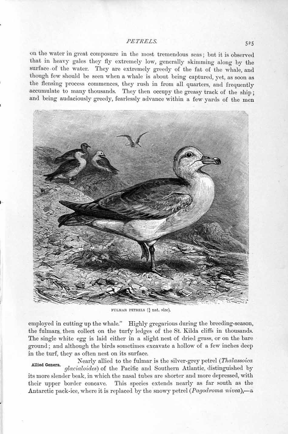 Original Old Antique Print Natural History 1895 Fulmar Petrels Birds Victorian