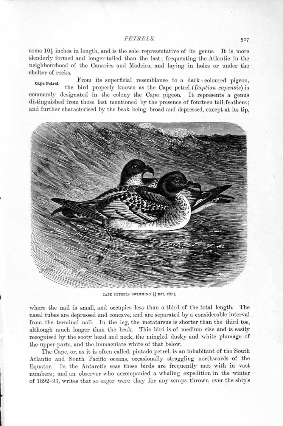 Original Old Antique Print Natural History 1895 Cape Swimming Petrels Birds