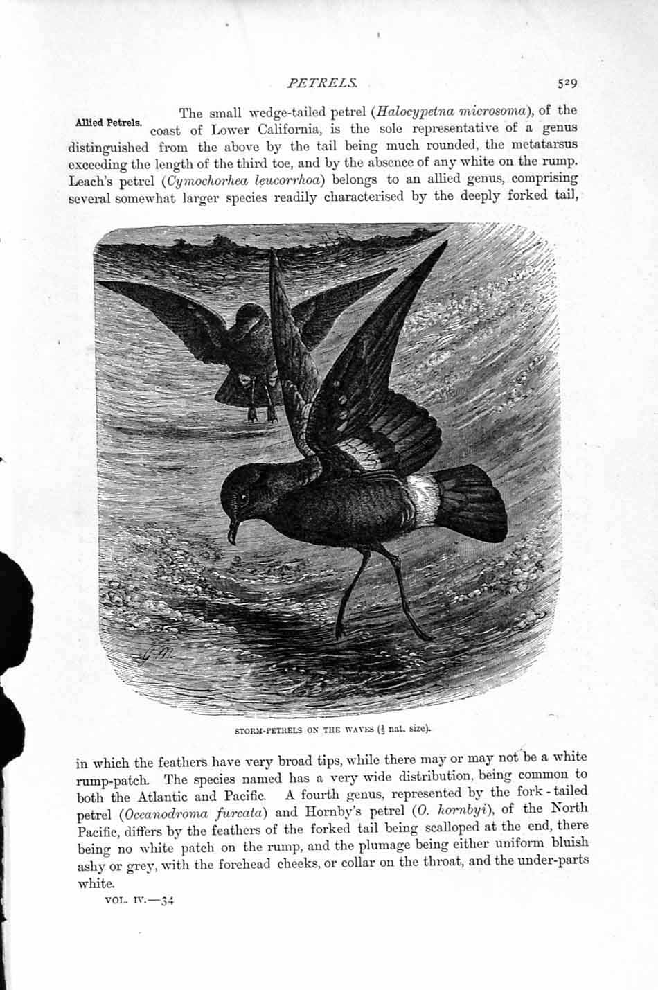Original Old Antique Print Natural History 1895 Storm Petrels Sea Birds 19th