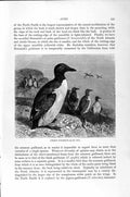 Original Old Antique Print Natural History 1895 Common Guillemots Birds 19th