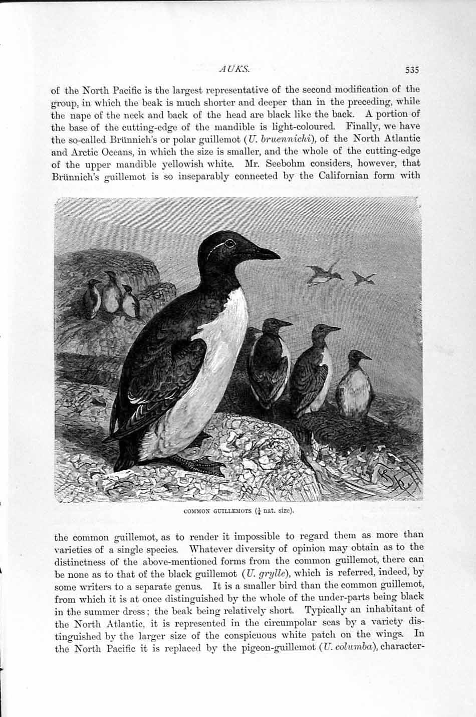 Original Old Antique Print Natural History 1895 Common Guillemots Birds 19th