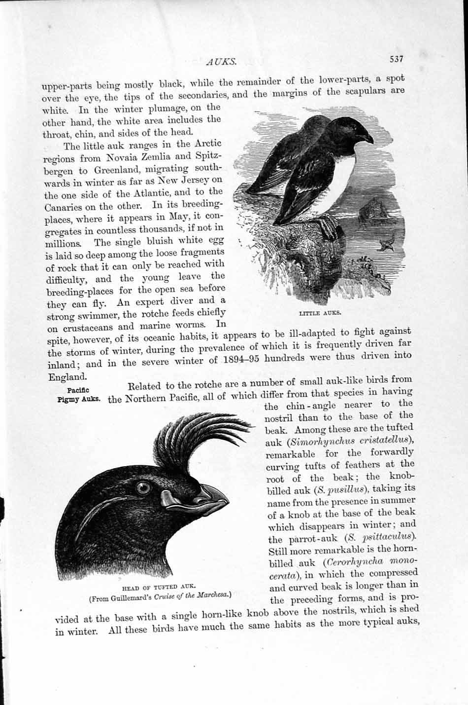 Original Old Antique Print Natural History 1895 Little Auk Birds Tufted Puffin