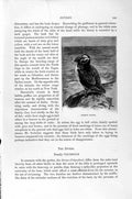Old Antique Print Natural History 1895 Common Puffin Bird Northern Diver 19th