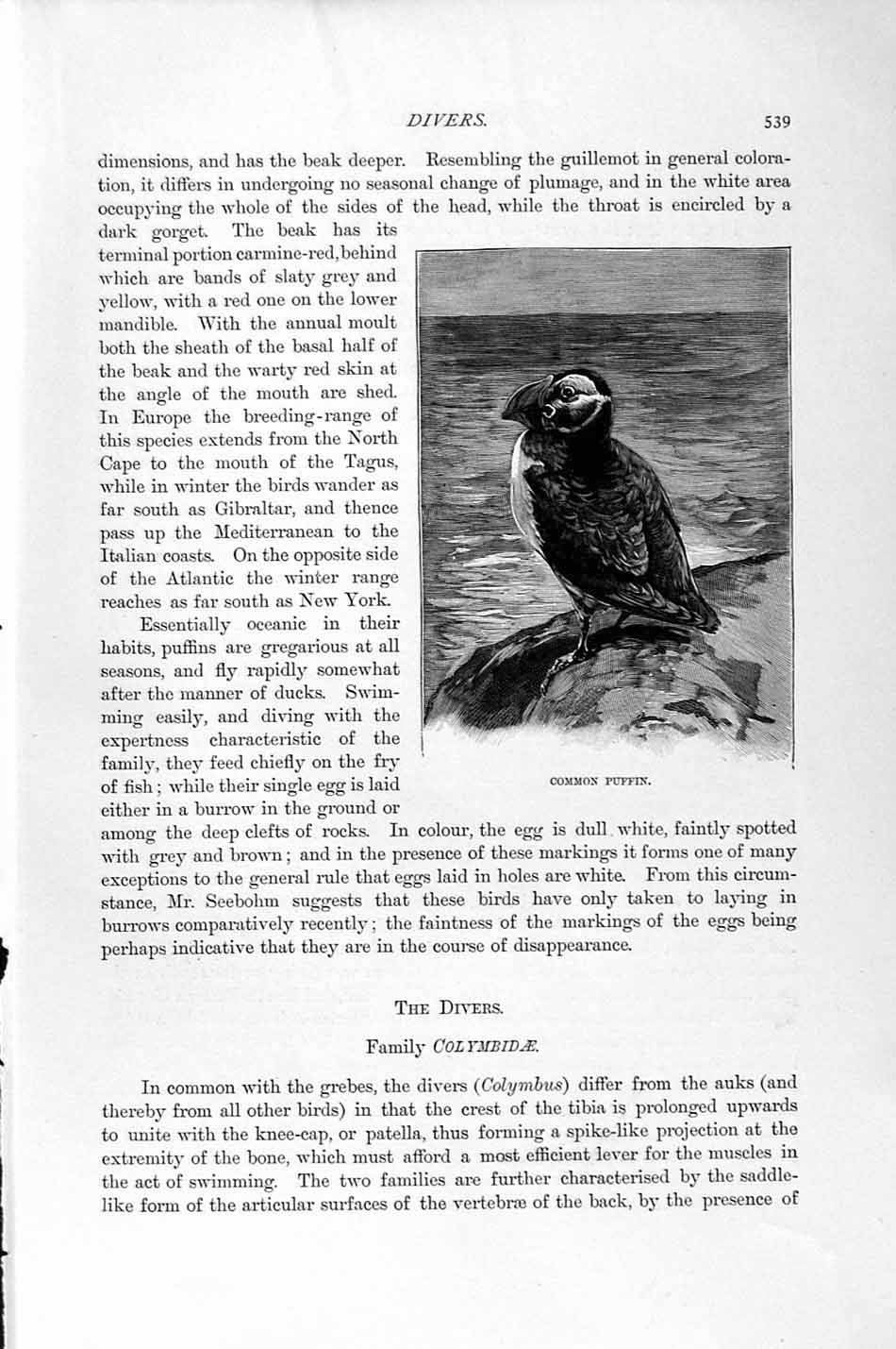 Old Antique Print Natural History 1895 Common Puffin Bird Northern Diver 19th