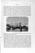 Original Old Antique Print Natural History 1895 Black-Throated Diver Bird 19th