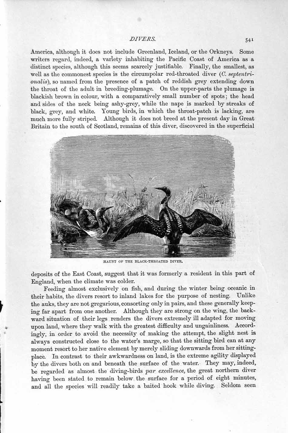 Original Old Antique Print Natural History 1895 Black-Throated Diver Bird 19th